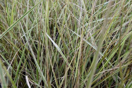 Calamagrostis acutiflora 'Overdam'