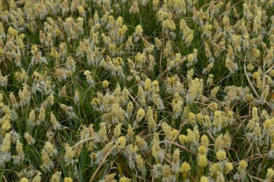 Carex cary 'The Beatles'