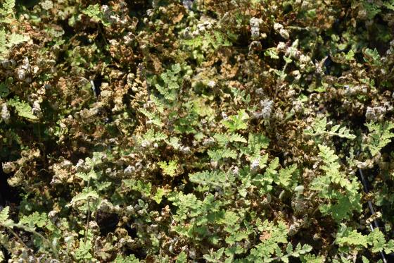 Cheilanthes lanosa