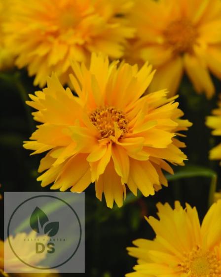 Coreopsis grand. 'Double The Sun'