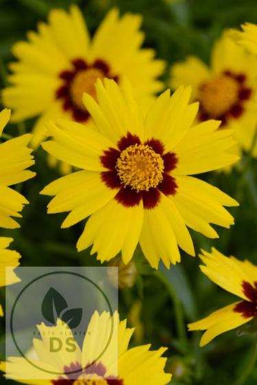 Coreopsis grand. 'Sunkiss'