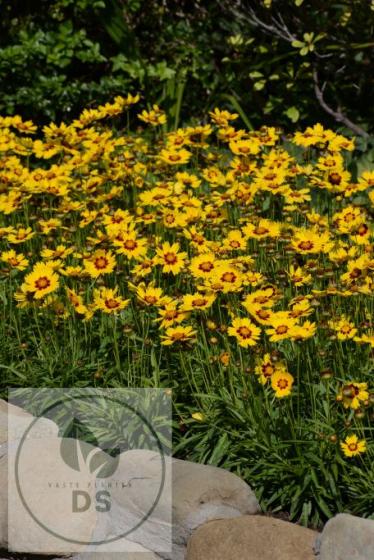 Coreopsis grand. 'Sunkiss'