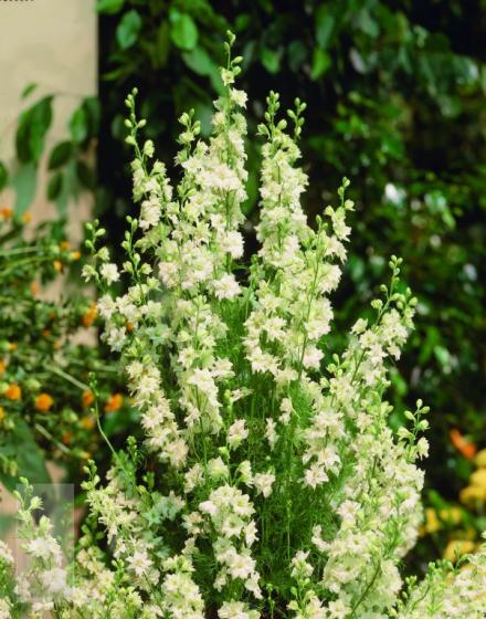 Delphinium belladonna 'Casa Blanca'
