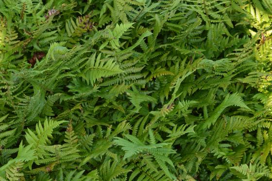 Dryopteris affinis (goudschubvaren)