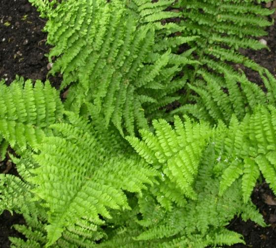 Dryopteris affinis 'Crispa'