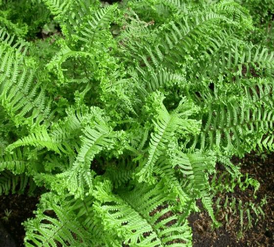 Dryopteris affinis 'Cristata'