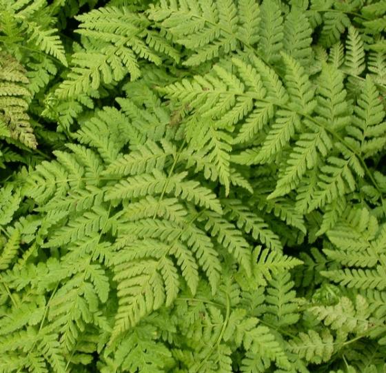 Dryopteris dilatata (austriaca)