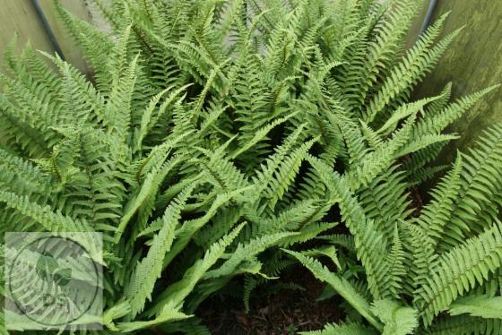 Dryopteris affinis 'Pinderi'