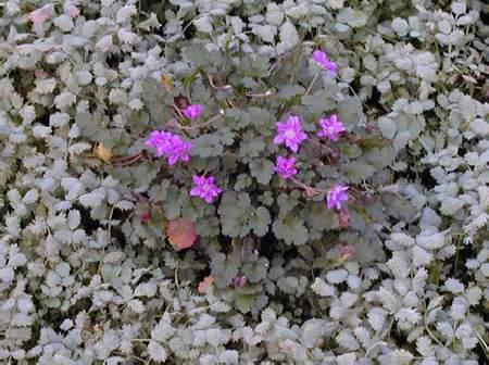 Erodium variabile 'Flore Pleno'