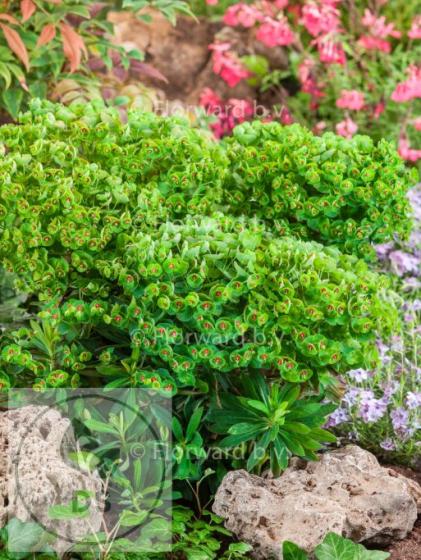 Euphorbia characias 'Baby Charm'