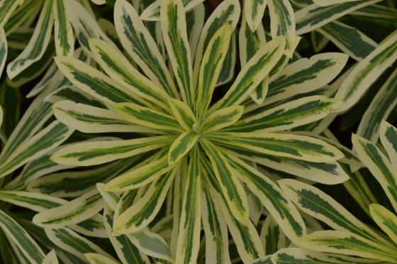 Euphorbia characias 'Burrow Siver'