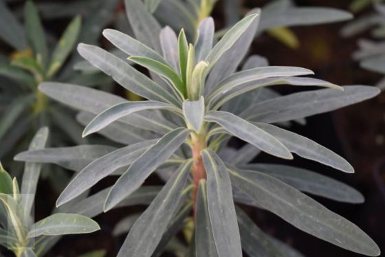 Euphorbia characias 'Blue Wonder'