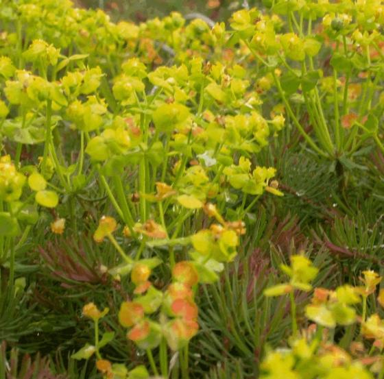 Euphorbia cyparissias 'Clarice Howard'