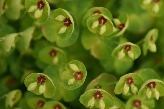 Euphorbia 'Charam'(Red Wing)