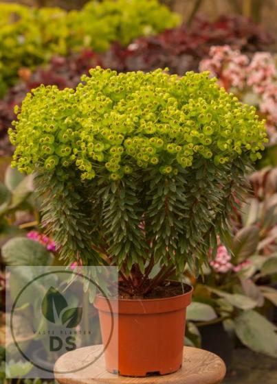 Euphorbia 'Charam'(Red Wing)