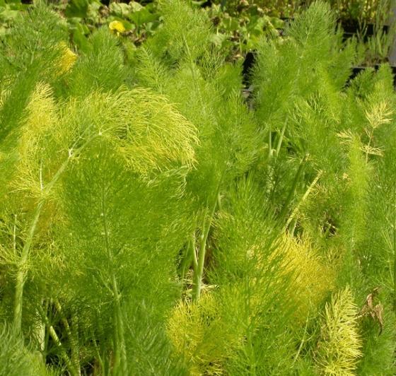 Foeniculum vulgare (venkel)