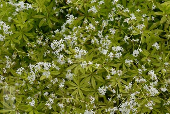 Galium odoratum