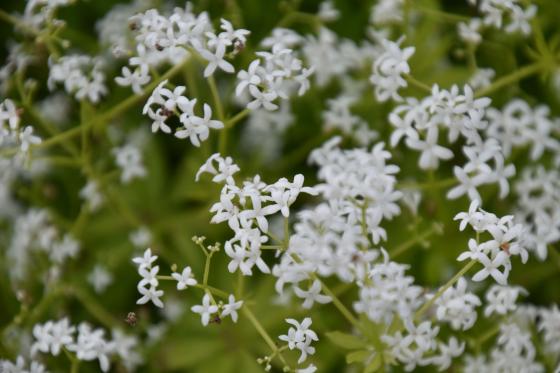 Galium odoratum