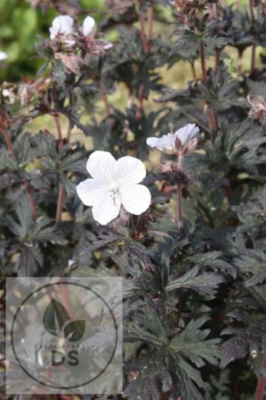 Geranium pratense 'Black 'n White'