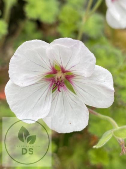 Geranium hybride 'Coombland White'
