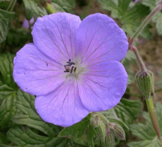 Geranium himalayense 'Irish Blue'