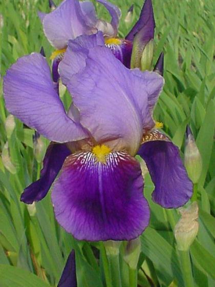 Iris germanica 'Alcazar'