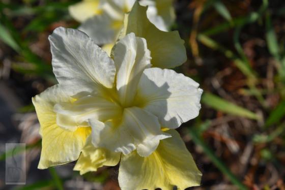 Iris sibirica 'Butter and Suggar'