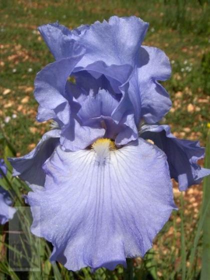 Iris germanica 'Babbeling Brook'