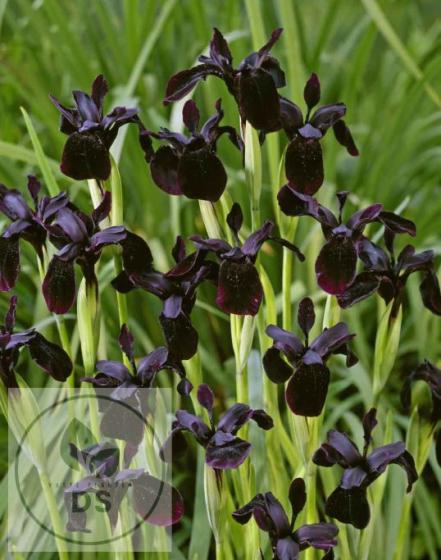 Iris chrys. 'Black Form'
