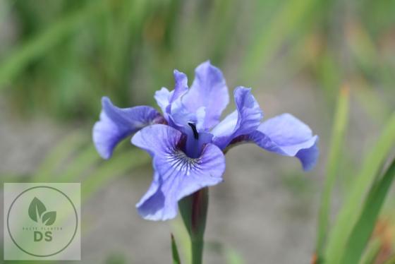 Iris sibirica 'Blue Moon'