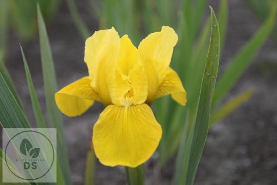 Iris pumila 'Brassie'
