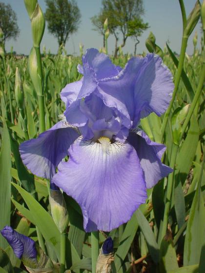 Iris germanica 'Harbor Blue'