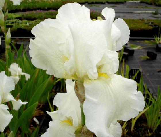 Iris germanica 'Lady Snowflake'