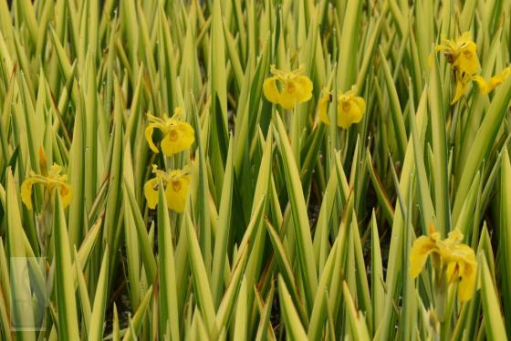 Iris pseudacorus 'Variegatus'