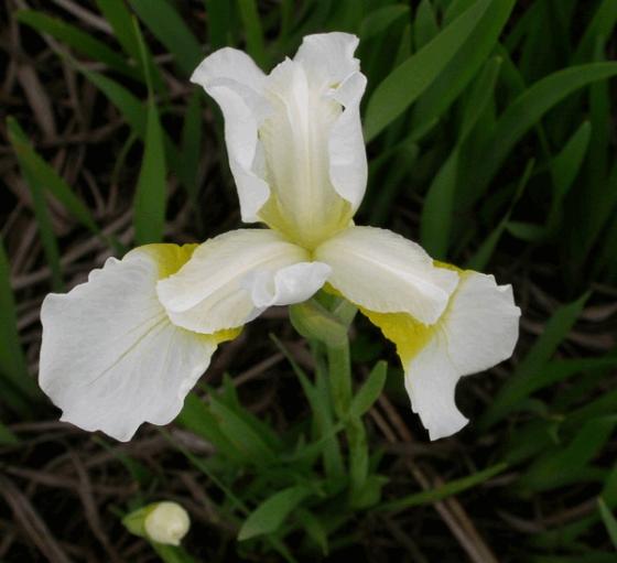 Iris sanguinea 'Snow Queen'