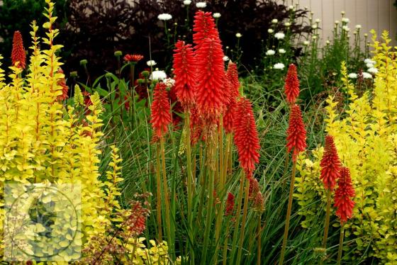 Kniphofia 'Redhot Popsicle'