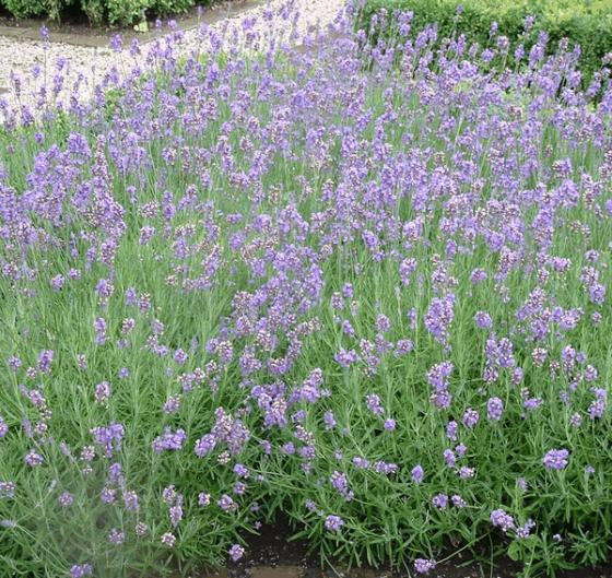 Lavandula angustifolia