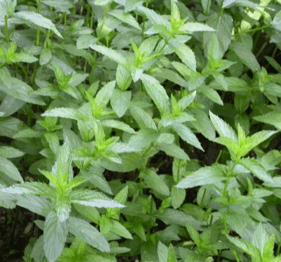 Mentha spicata