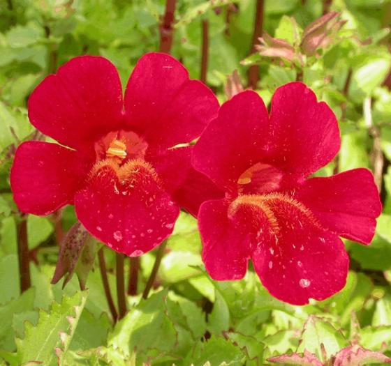 Mimulus cupr. 'Roter Kaiser'