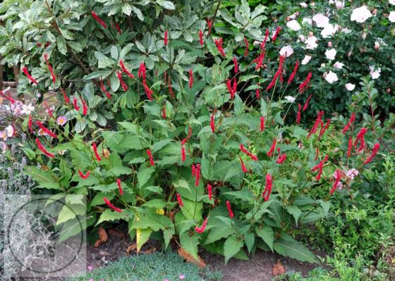 Persicaria amplex. 'Bloody Mary'