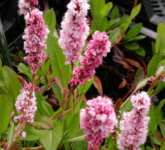 Persicaria affinis 'Donald Lowndes'
