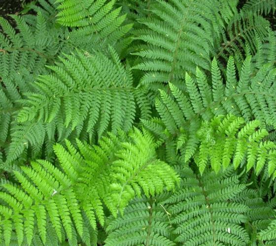 Polystichum setiferum 'Proliferum'