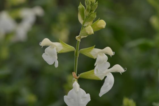 Salvia greggii 'Alba'
