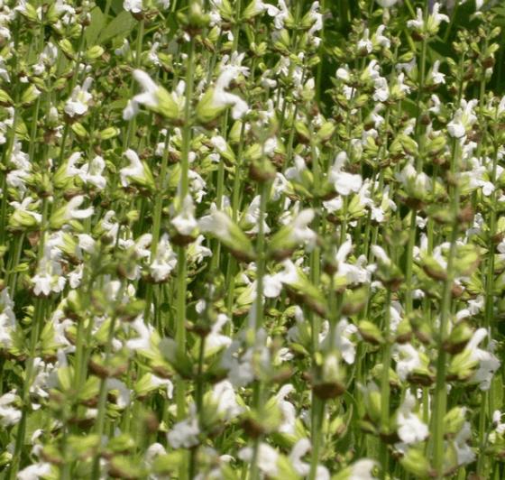 Salvia officinalis 'Albiflora'