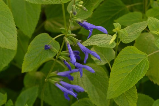 Salvia guaranitica 'Blue Engima'