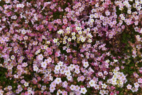 Saxifraga arendsii 'Blütenteppich'