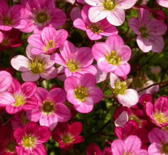 Saxifraga arendsii 'Pixie' roze
