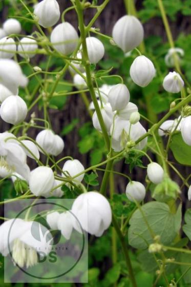 Thalictrum hybride 'Splendide White'