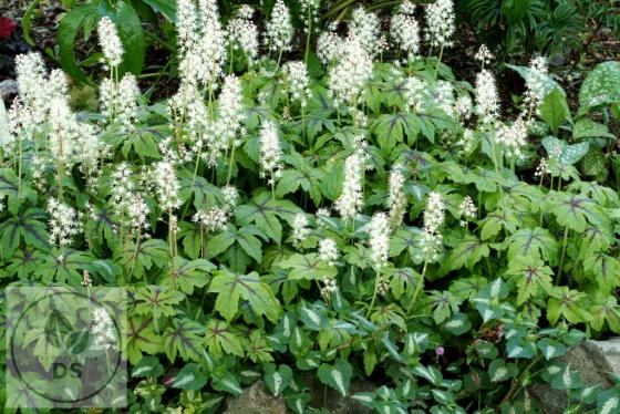 Tiarella hybride 'Jeepers Creepers'