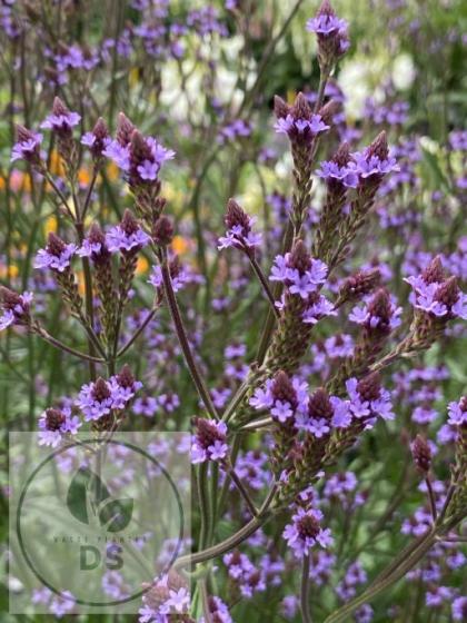 Verbena macdougalii 'Lavender Spires'